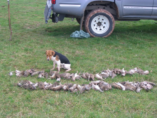 jack russell rat hunting